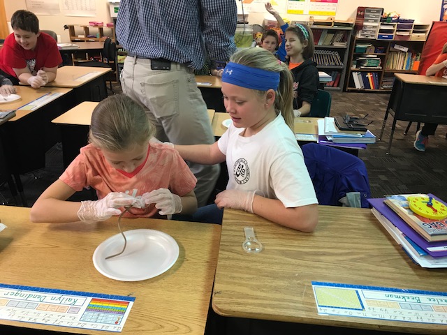 pictures of fourth grade worm dissections